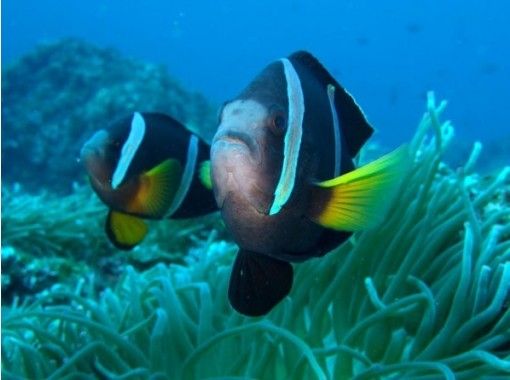 【east Kyoto-Hachijojima] Let's get a license! [Advance Scuba Diver Course (3 days)]の画像