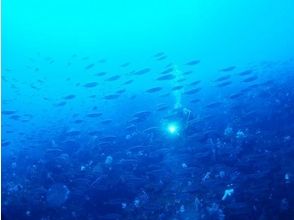 [Shizuoka Higashiizu] experience diving in Kitagawa