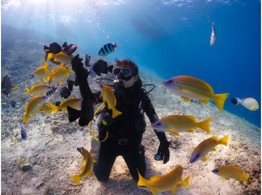 [Okinawa, Onna Village] Churaumi Experience Diving (1 dive) | Popular spot "Clownfish Paradise". A dedicated guide is available for exclusive use, so beginners can feel at ease.の画像