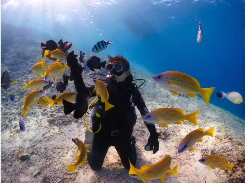 [Okinawa, Onna Village] Churaumi Experience Diving (1 dive) | Popular spot "Clownfish Paradise". A dedicated guide is available for exclusive use, so beginners can feel at ease.の紹介画像