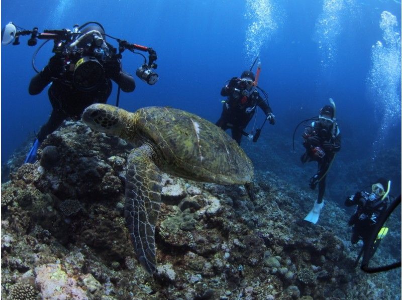 【鹿児島・沖永良部島】初心者からベテランダイバーまで楽しめる沖永良部島の2ボートファンダイビング!