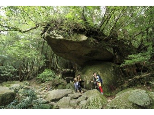 [가고시마 · 야쿠시마] 트레킹 시라 타니 운수 계곡 '봉행 삼나무 코스 "10 세부터 참가 OK! (당일 치기 플랜)の画像