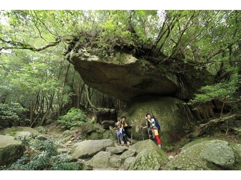 【鹿児島・屋久島】トレッキング白谷雲水峡「奉行杉コース」１０才から参加OK！（日帰りプラン）