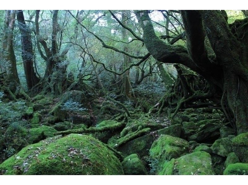 【鹿児島・屋久島】トレッキング白谷雲水峡「日帰りコース」１０才から参加OK！（半日プラン）