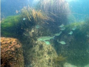 [Shimane Ota] peace of mind even beginners and safety experience diving [3 hours]の画像