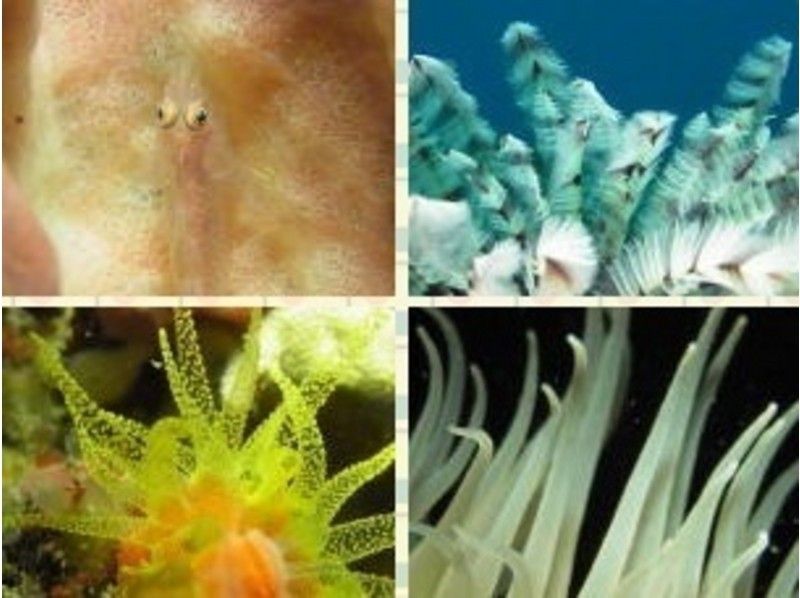 【大阪 新大阪・江坂】久しぶりでブランクのあるダイバーさんプラン 2日間編【ダイビング 近郊ツアー】