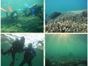 【大阪 新大阪・江坂】和歌山の海で水中生物を観察!体験ダイビング半日プラン 1ダイブ 現地集合!!の画像
