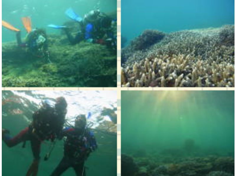 【大阪 新大阪・江坂】和歌山の海で水中生物を観察!体験ダイビング半日プラン 1ダイブ 現地集合!!