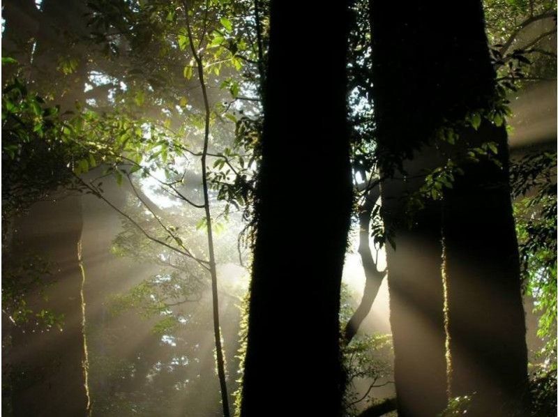 【鹿児島・屋久島】ビギナーにおすすめ！「ヤクスギランドコース」（半日・1日コース）