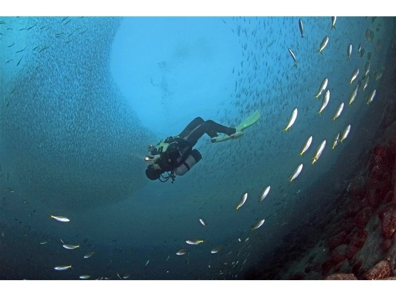 【静岡・伊豆／沼津】多種多様な海の生き物を堪能！　ファンダイブガイドパック（2ダイブ）