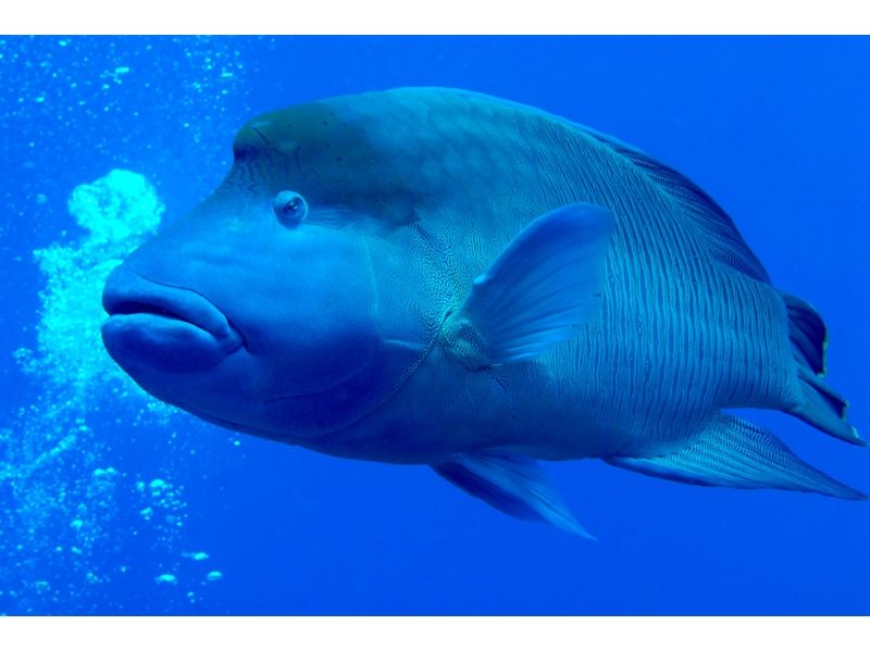 【大阪・上町】NAUIスクーバダイバーCカード取得コース