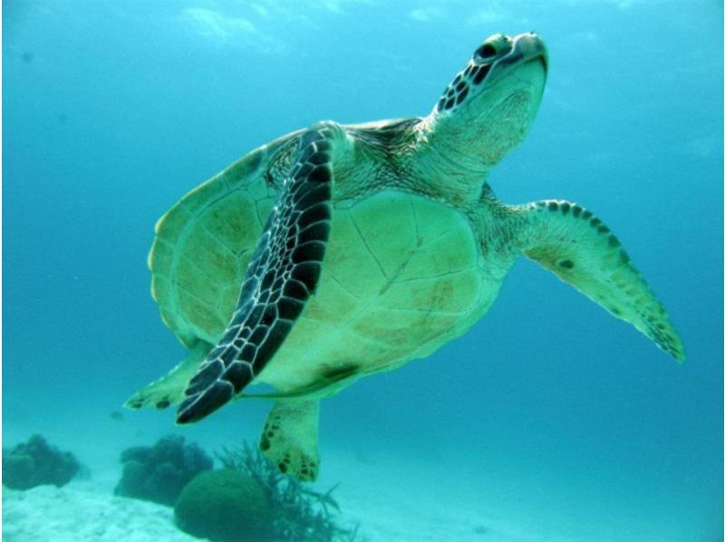 【沖縄・石垣島】八重山の海を満喫！ファンダイビング（1日コース：2DIVE or 3DIVE）