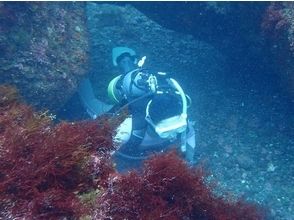 [Odawara] diving [1 beach 1 board] to choose each area pointの画像