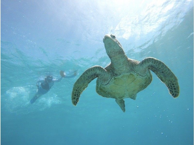 [沖縄-宮古島]五圈年週年的價格！海龜和珊瑚礁浮潛☆照片禮物☆の紹介画像