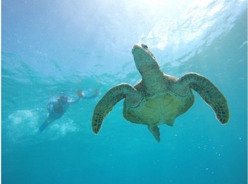 Hisスーパーサマーセール実施中 沖縄 宮古島 人気no 1 ウミガメ サンゴ礁シュノーケリング 写真プレゼント アクティビティジャパン