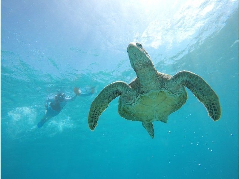 【沖縄・宮古島】5周年記念価格！ウミガメ&クマノミ珊瑚シュノーケリング ☆写真プレゼント☆