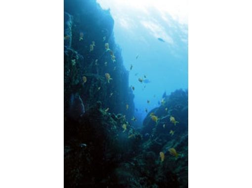 【 시즈오카 이즈] 다이빙 과 생선 좋아 모여라! 해양 공원에서 다이빙 [팬 다이빙 ]の画像
