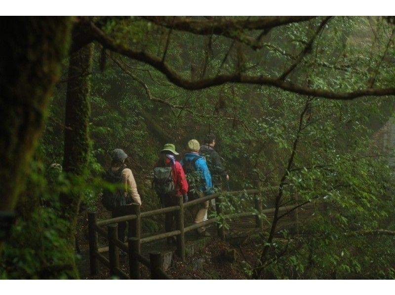 【鹿児島・屋久島】壮大なヤクスギ林・1日かけてのんびりトレッキングコース~11才から参加OK!