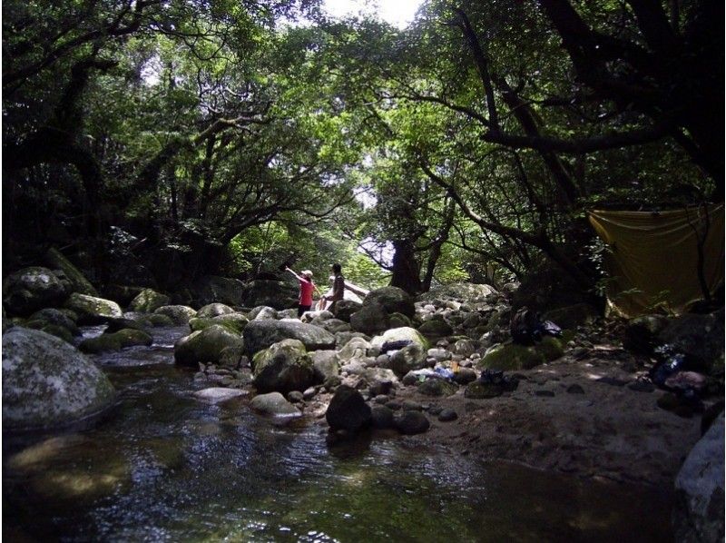【鹿児島・屋久島】西部照葉樹林をまじかで観察・1日トレッキングコース