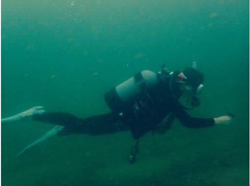 [Kagawa Seto Inland Sea 2 beach diving in niobium / - Takuma! (Fan diving)の画像