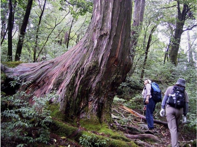 【鹿児島・屋久島】屋久島ファン向けのオススメトレッキングコース!より深く屋久島を体験したい方お勧め!