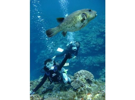 【 沖縄 · 石垣島 】潛水區域是所有領域八重山群島！範深潛の画像