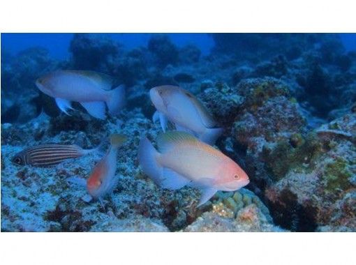 【With pickup from Naha 】 Fun Diving at "Blue cave" 【boat】の画像