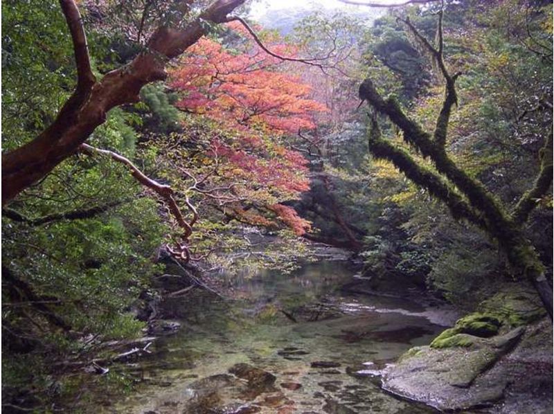 紅葉シーズンおすすめ種目5選 トレッキング(登山・ハイキング)