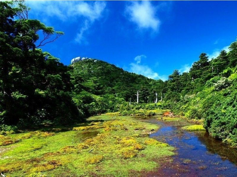 【鹿児島・屋久島】清浄な山上世界へ!のんびり1日トレッキングコース~初心者の方にもおススメ!