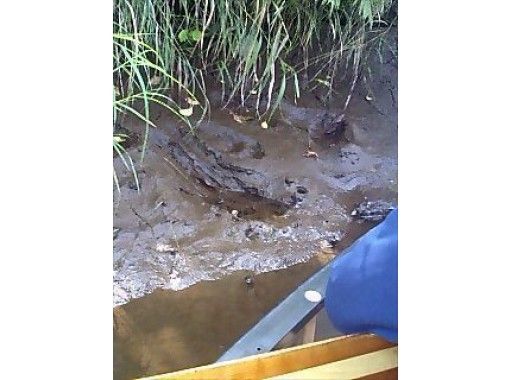 【北海道・厚岸別寒辺牛川上流部】ヒグマに出会える！？【厚岸別寒辺牛湿原ハーフコースA】の画像