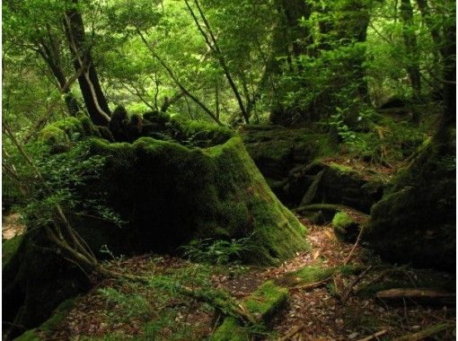 鹿児島 屋久島 散歩し歴史を知ろう 屋久島トレッキング 半日ツアー アクティビティジャパン