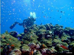 【鹿児島・屋久島】屋久島の海に溶ける！ファンダイビング（2ダイブ）