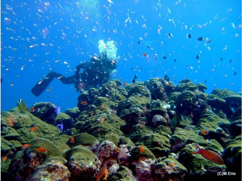 【鹿児島・屋久島】屋久島の海に溶ける！ファンダイビング（2ダイブ）