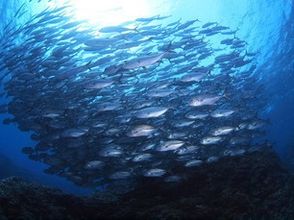 [Toyama Namerikawa] Let's enjoy more sea in Toyama Bay! Advanced Water Diver courseの画像