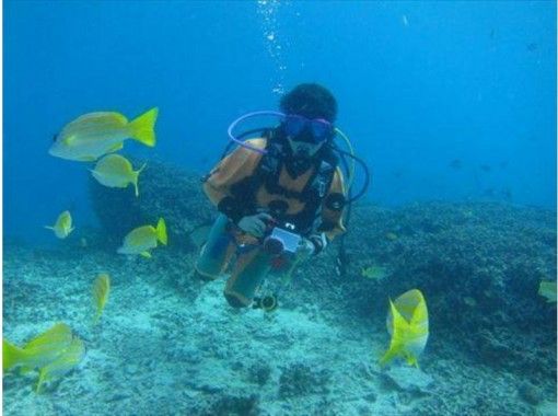 【Transfer from Naha 】 Fun Diving northern part of main island! 【Boat · 2 dives】の画像