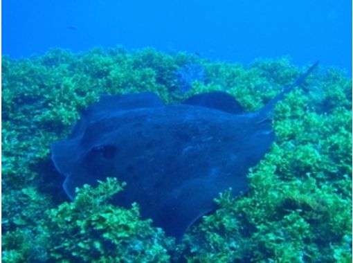 【東京・伊豆大島】ライセンス不要・未経験者歓迎！体験ダイビングの画像