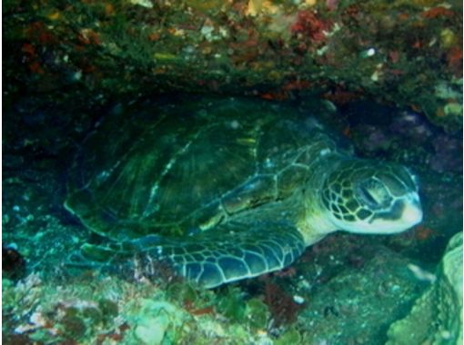 【東京・伊豆大島】Cカード所持者限定！伊豆大島の海、生き物、地形を満喫！ファンダイビングの画像