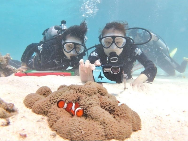 【沖縄・石垣島】特別な海へご招待！ファンダイビング！