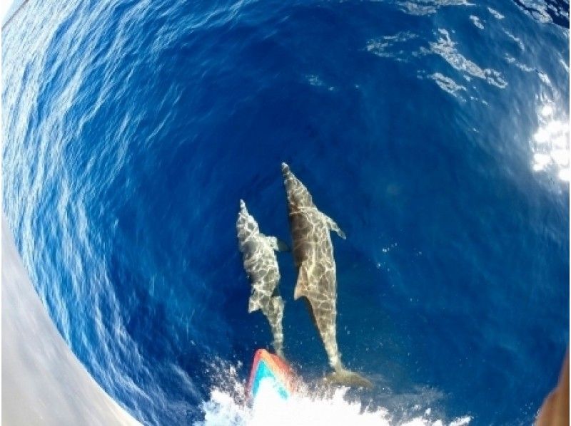 【東京 三宅島】野生のイルカと泳ぐドルフィンスイムツアー【半日