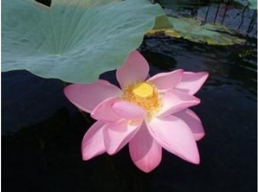 [Shiga Lake Biwa] Hanami course of lotus flowers going to see in the SUPの画像
