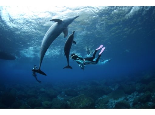 [Tokyo, Miyake Island] dolphin lovers large set! Dolphin swim to go from Miyakejimaの画像