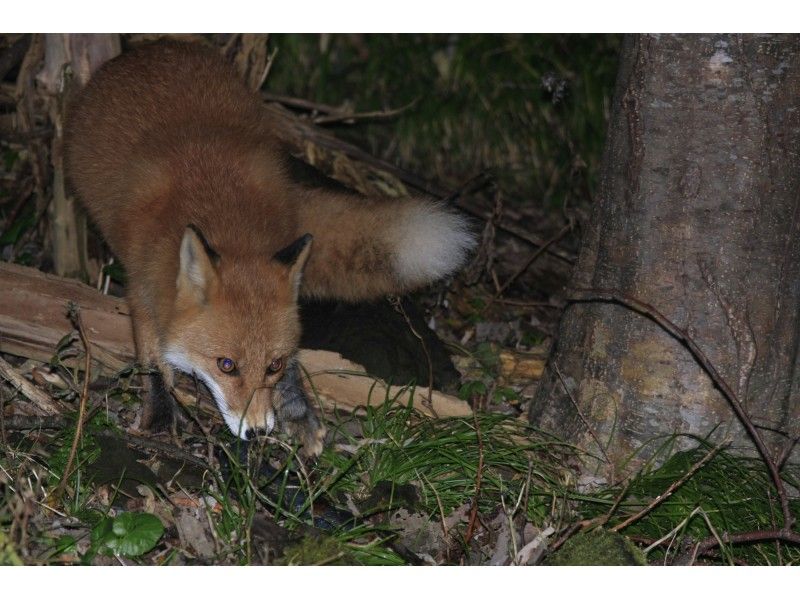 【北海道・知床】エゾシカやキタキツネを見に行こう！夜の動物ウォッチング！ご家族で楽しめる！６才～OK