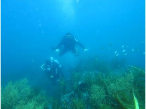 【四国・日帰り体験ダイビング】『広島駅発』珊瑚と熱帯魚の四国の海で、じっくり2本ダイビングの画像