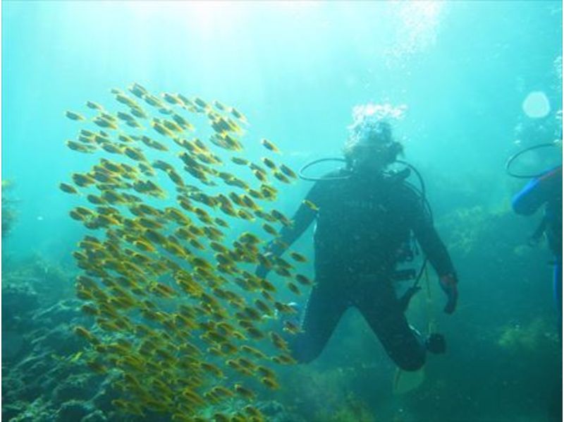 【中国・倉橋島】多種多様なマクロ生物を観察できるツアー【日帰り・2ビーチ】