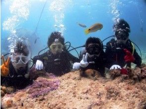 【沖縄・石垣島】ライセンス不要!海をとことん楽しもう!体験ダイビング&シュノーケルプランの画像