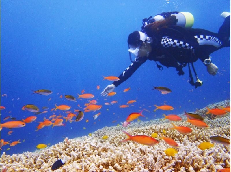 [Okinawa ・ Ishigaki island]Japan Diving area Popular No. 1 · Beautiful Ishigaki island Let's dive in! ! ☆ 2 dives ☆の紹介画像