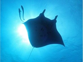 【沖縄・石垣島】国内ダイビングエリア人気No.１・キレイな石垣島でたっぷり潜ろう！！　☆3ダイブ☆