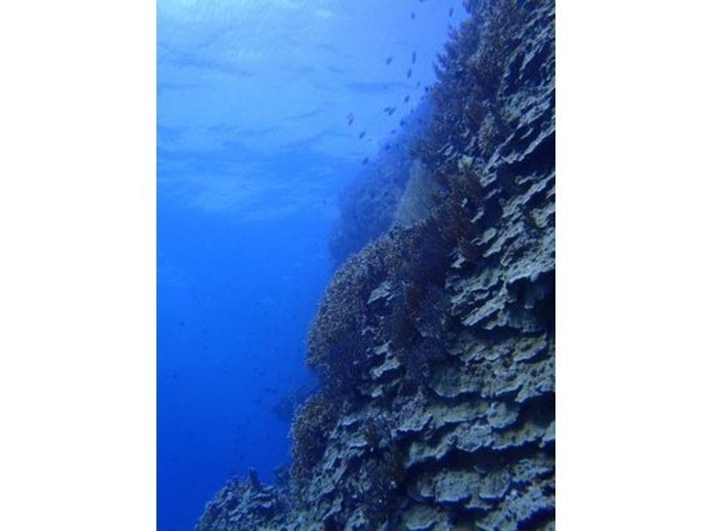 【沖縄県・宮古島】宮古島の海を満喫★ファンダイビング！！
