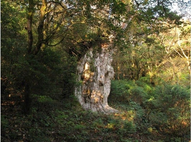 【鹿児島・屋久島】忘れられない感動がここにある!縄文杉トレッキング「完全貸切ガイド」送迎あり!