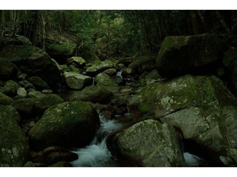 【鹿児島・屋久島】神秘的な苔の森を歩く！白谷雲水峡トレッキング「完全貸切ガイド」初心者お勧め・送迎付
